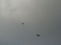 Mauersegler in der Luft