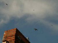 Mauersegler am Abendhimmel