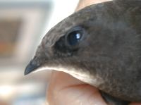 Kopf eines Mauerseglers