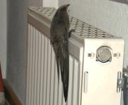 Verirrter Mauersegler hockt im Schlafzimmer reglos am Heizkörper