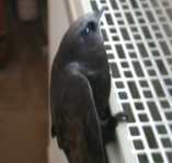 Mauersegler hockt auf dem Heizkörper