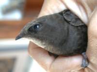 Mauersegler in der Hand