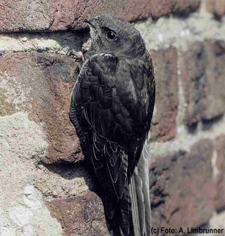 LEVIATAN APUS Nistkasten für Mauersegler Verschraubt aus Massivem-Holz Vögel 