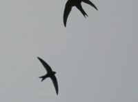 Bild 47;  12.07.02