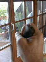 Mauersegler kurz vor der Freilassung