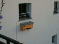 Mauersegler beim Anflug