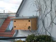 Kohlmeise inspiziert Nistkasten für Mauersegler