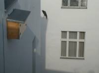 Anflug eines Mauerseglers  am Nistkasten