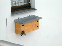 Spatzenmännchen im Anflug