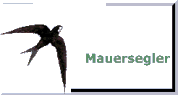 Alles wissenwerte &uuml;ber den Mauersegler (knapp und informativ) Arbeitskreis Umwelt Mombach e.V.