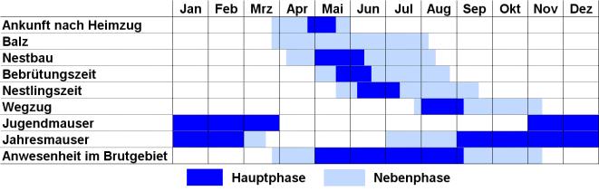 Jahreszyklus der Mauersegler und Aufenthaltsdauer im Brutgebiet