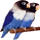 Tierarztpraxis Dr. Kling