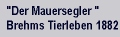 Der Mauersegler, eine historische Betrachtung, aufgesp&uuml;rt in Brehms Tierleben von 1882